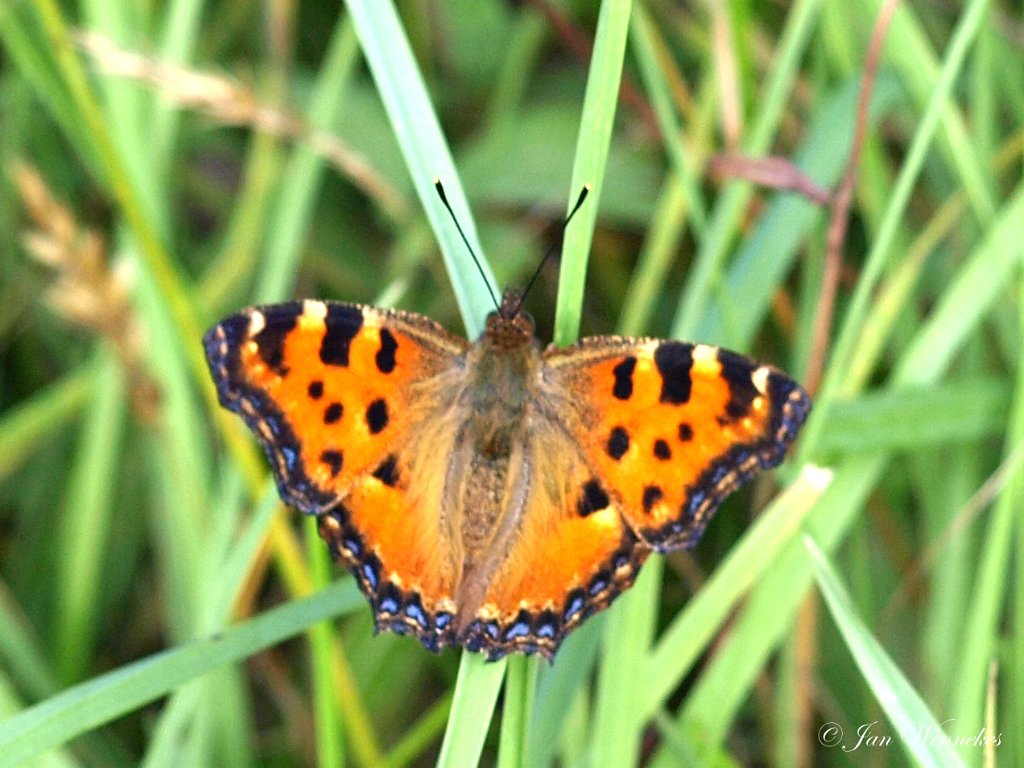 Grote vos, Nymphalis polychloros.JPG